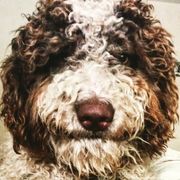 Central Asian Shepherd Dogs and Spanish Water Dogs from Spinaz de Can