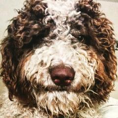 Central Asian Shepherd Dogs and Spanish Water Dogs from Spinaz de Can