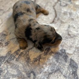 Kiara - Dapple female Dachshund puppy in Atchison, Kansas from Birkin’ Paws