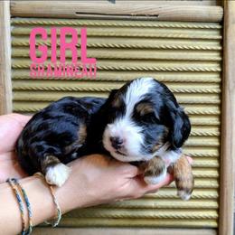 Shamineau - Tri-color female Bernedoodle puppy in Cambridge, Minnesota from Country Meadow Doodles