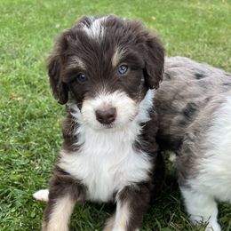 Aussiedoodle Puppies from A Dose Of Doodle