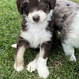 Aussiedoodle Puppies from A Dose Of Doodle