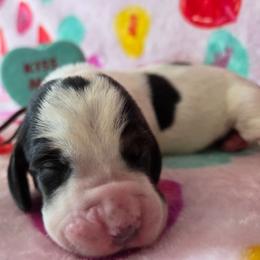 Boy 3 - Black white and brown male Basset Hound puppy in Denison, Texas from Emma Lou's Baby Bassets