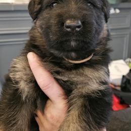 Mr Brown - Black and red male German Shepherd puppy in Newaygo, Michigan from Sterley Shepherds