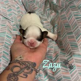 Zazu - Black gold and white male Shih Tzu puppy in Houston, Texas from Pup Paw-lace