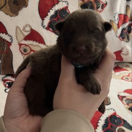 Blue color - Liver male German Shepherd puppy in Marion, Ohio from Legacy K9’s