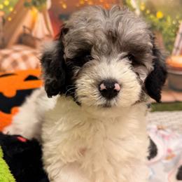 Aspen - Blue merle male Aussiedoodle puppy in Dickerson, Maryland from Pawsome Aussie Doodles and Oodles