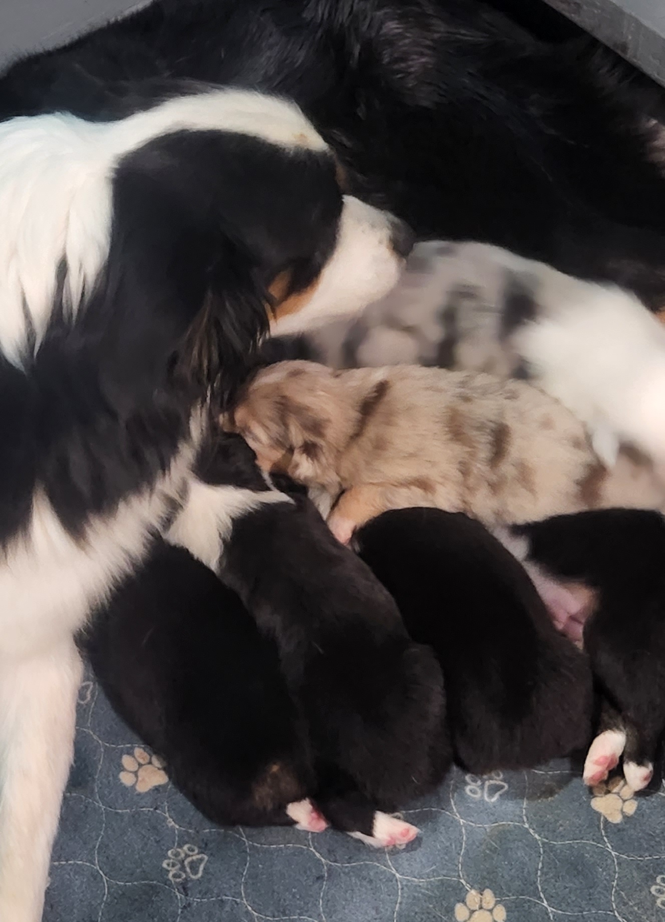 Australian Shepherd Puppies from Whimsical Aussies