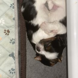 Biewer Terrier Puppies from Coastal Maine Biewer Terriers