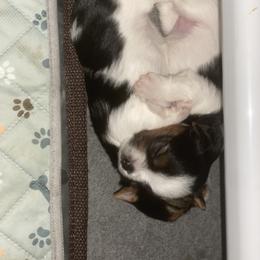 Biewer Terrier Puppies from Coastal Maine Biewer Terriers