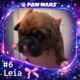 Leia - Fawn female Boxer puppy in Ocala, Florida from Bowers Boxers