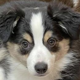Miniature Australian Shepherds from Pittenweem Farm