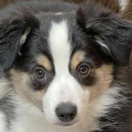 Miniature Australian Shepherds from Pittenweem Farm
