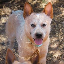 Ziggy (CO-OWN SHOW ONLY) - Red speckled male Australian Cattle Dog puppy in Marana, Arizona from Impact 3rd Australian Cattle Dogs