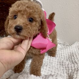 Maple (Toy Poodle) - Red female Maltipoo puppy in Spring, Texas from GlamPaw Maltipoos