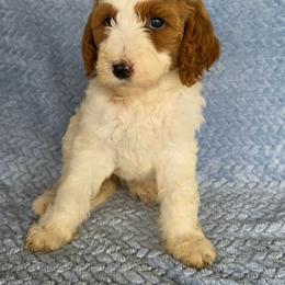 Bell - Red female Irish Doodle puppy in Bonifay, Florida from Heavenly Poodles