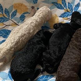 Labradoodles from Small Town Doodles