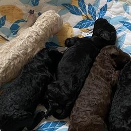 Labradoodles from Small Town Doodles