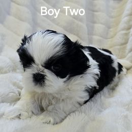 Shih Tzu Puppies from Southern Class Shih Tzu