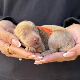 Anne - Caramel female Australian Labradoodle puppy in Morgan Hill, California from Loving Labradoodles