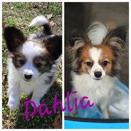 DALIA - Papillon