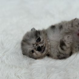 Pomeranian puppies from Moon Ranch Puppies