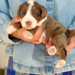 Bonbon - Chocolate merle female Bernedoodle puppy in Mapleton, Utah from Natural Doodle Life