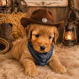 West - Apricot male Goldendoodle puppy in Aurora, Illinois from Chicago Goldendoodles