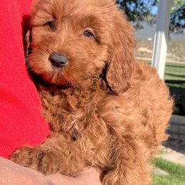 "Sparkler, female, available 6-30-22" Goldendoodle Puppies from OnlyGoldendoodles