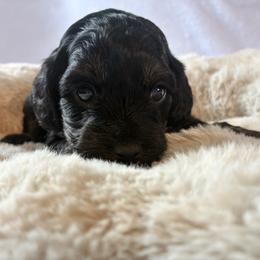 Midnight - Black and tan male Cockapoo puppy in Adrian, Oregon from ApplebyFarm