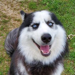 Siberian Huskies from Karolynne Fontenot's Siberian Huskies
