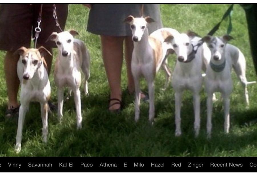 Hapi-Dal Dalmatians and Primetime Whippets in Colorado | Dalmatian and ...