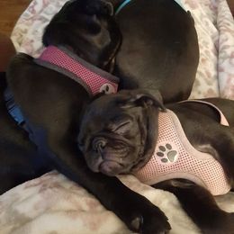 Pug Puppies from Pugs and Kisses from Kansas