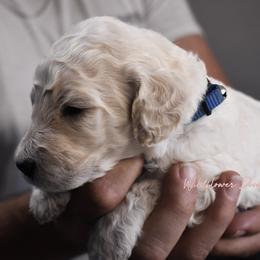 Goldendoodle Puppies from Wildflower Doodles