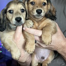 Dachshund Puppies from Dachshund Family Love Breeders