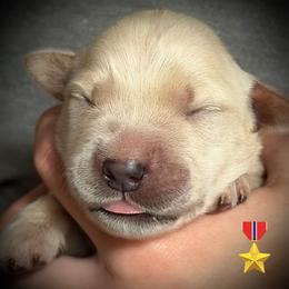 The one and only girl - Golden female Golden Retriever puppy in Fisher, Illinois from Aslan's Pride of Fidei Family Farms