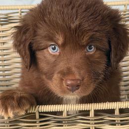 Red - Red tri-color male Australian Shepherd puppy in Harrah, Oklahoma from Kamm's Aussies