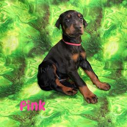 Pink - Black and rust female Doberman Pinscher puppy in Louisville, Kentucky from Ruiz Dobermans