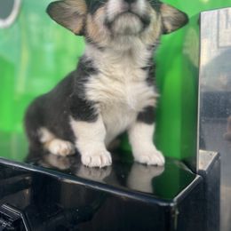Female tri - Black and white American Corgi puppy in Willcox, Arizona from C spear Corgis
