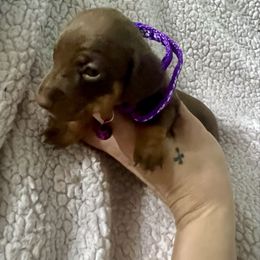 Breezy - Chocolate and tan female Dachshund puppy in Senoia, Georgia from Honey Creek Doxies