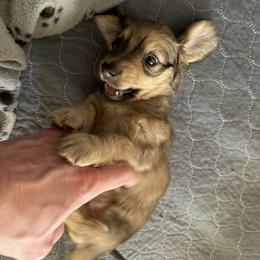 Mr. Brown - Red male Dachshund puppy in Casa Grande, Arizona from Harris Hugs and Wiener Wiggles