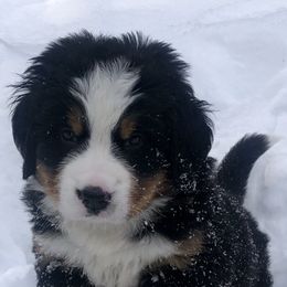 Bernese Mountain Dogs from Willow Wood Bernese