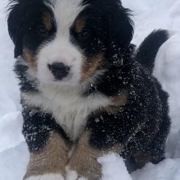 Bernese Mountain Dogs from Willow Wood Bernese