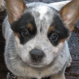 Australian Cattle Dogs from A Bar G Ranch ACDs
