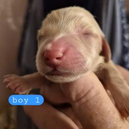 Frost - Cream male Dachshund puppy in Frankfort, Kentucky from Gigi's Dachshunds