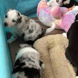 Border Collie Puppies from Roaring River Border Collies