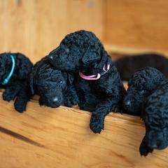 Curly-Coated Retrievers from Full Curl Retrievers