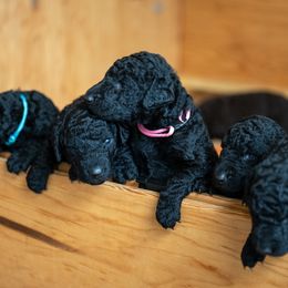 Curly-Coated Retrievers from Full Curl Retrievers