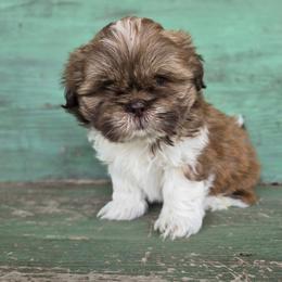 Shep - Liver and white male Shih Tzu puppy in Mountain Grove, Missouri from Precious Puppies