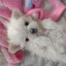 Companion Cross, Mal-Shi, Maltese, Maltipoo, Morkie, and Shih Tzu Puppies from Seeking Shalom Acres Maltese, Maltipoos & Havamalts